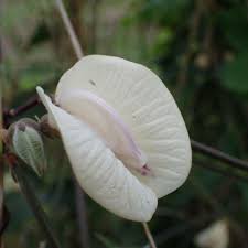 Image result for Centrosema pubescens