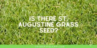 Maybe you would like to learn more about one of these? How To Make St Augustine Grass Spread Quickly And Grow Thicker Cg Lawn