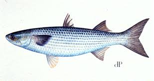 Fish Wars And Mullets Too Funny Baseball Names Fish Mullet Fish Mullets