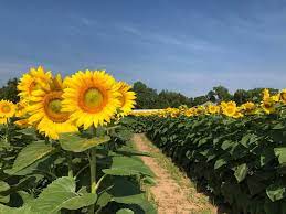 We did not find results for: 33 Best Sunflower Fields Near Me Top Sunflower Fields Mazes In The U S