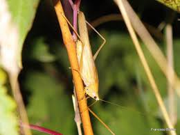 Image result for Ruspolia sp. no. 1 (Biegel 5407)