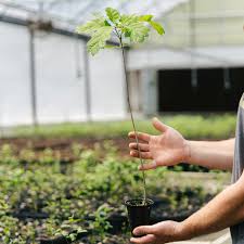 Image result for oak sapling