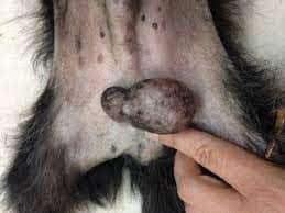 If you know the source of your guide, post it in the comments so people can know the true heros! Testicular Tumors In Dogs Urban Animal Veterinary Hospital