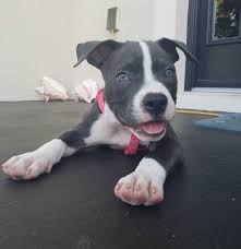 Find pit bull terriers for sale in dallas on oodle classifieds. The Black And White Pitbull Everything You Need To Know