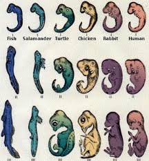 Evolution Zoetrope Evolutionary Biology Biology Theory Of Evolution