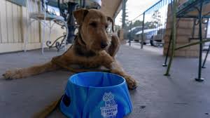 These 3 star hotels received great reviews from other travelers Flagstaff Our New Favorite Dog Friendly Destination Discover Flagstaff