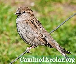 Burung yang oleh masyarakat jawa disebut emprit ini kerap dianggap sebagai hama tanaman petani. Apa Itu Sparrow Kerja Kerja Rumah 2021