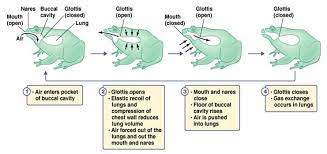 Respiratory System Of Frog Online Biology Notes