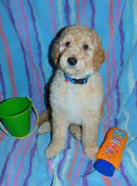 They have a curlier, no shed coat that is ideal for someone with severe allergies. Golden Doodle Puppies For Sale Denver Co 209354