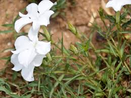 Image result for Cycnium