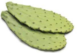 Most are succulents, which store water. 41 Proven Health Benefits Of Cactus Leaves Drhealthbenefits Com