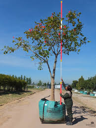 Image result for Erythrina abyssinica