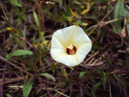Image result for Xenostegia tridentata