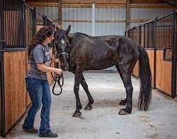 The tennessee walking horse, commonly called the tennessee walker, is a light horse breed developed in middle tennessee for use on southern plantations in the usa during the 18th century. 8 Cool Facts You Didn T Know About The Tennessee Walker Horse Horse Spirit