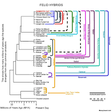 One definition of big cat includes four members of the genus panthera: Felid Hybrid Wikipedia
