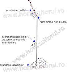We did not find results for: Plantarea Vitei De Vie Toamna Primavara Vara Horticultorul Ro