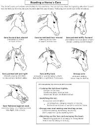 Reading The Ears Horse Emotions This Should Be Tacked Up
