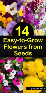 Once the seedling becomes a flower, you should care for it like you would any other flower. 14 Easy To Grow Flowers From Seeds