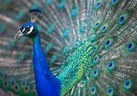 Maybe you would like to learn more about one of these? Peacock Symbolism Meaning Totem Spirit Omens World Birds