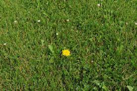 Weed control tips for your california and arizona lawn 2017 has started out nicely with some timely rainfalls to keep most of you from having to water your lawn. How To Control Weeds In Your Lawn