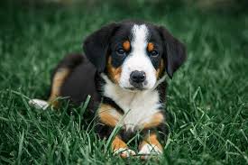 ► bernese mountain dog breeders can also be located through the bmdca regional clubs system. Entlebucher Mountain Dog Dog Breed Information