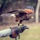 Falconry in Focus (Live Hawk!) event image