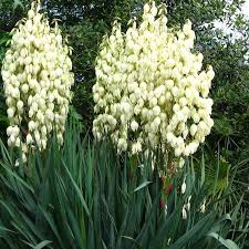 Yucca Aloifolia Yucca Blanc A Feuilles D Aloe Baionnette Espagnole Yucca Aloes Idees Jardin