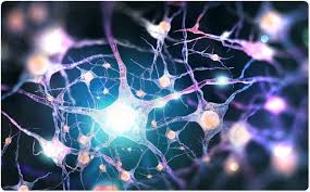 The nerves conduct impulses toward or away from. Self Repairing Nerve Cells
