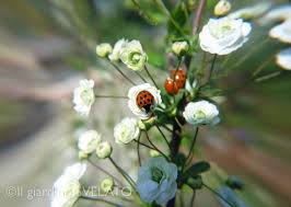 Jan 19, 2021 · fiori estivi resistenti al sole. Spiraea Prunifolia Una Bianca Fontana Spumeggiante Il Giardino Svelato