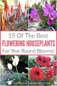 'coccineus' creeping thyme nature hills offers t. 15 Of The Best Flowering Houseplants To Bring Color To Your Home