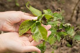 The university of nebraska recommends a fungicide treatment at petal fall, shuck fall. Leaf Spot In Plants
