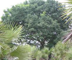 Image result for Dielsiothamnus divaricatus