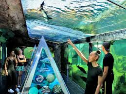 Le pavillon des requins d'australie, incontournable: Aquarium Du Perigord Noir Office De Tourisme Du Pays De Fenelon
