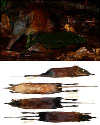 Image result for Rhynchotropis