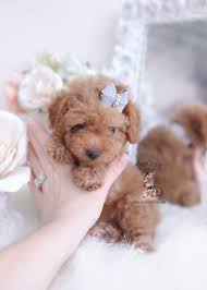 Check spelling or type a new query. Male Toy Poodle Puppy For Sale Teacup Puppies 415 Teacup Puppies Toy Poodle Puppies Poodle Puppy