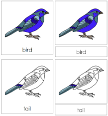 Bird With Red Triangle On Back Of Head Bird Nomenclature Cards Bird Cards Montessori