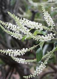 Image result for Aloysia