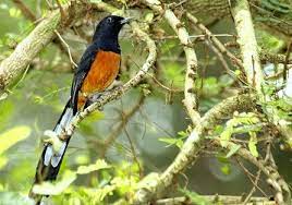 Burung keluarga turdidae dikenal memiliki kemampuan berkicau yang baik dengan suara merdu, bermelodi, dan sangat bervariasi. 18 Perbedaan Murai Batu Medan Dan Malaysia Lengkap Pamankicau
