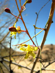 Image result for Parkinsonia africana