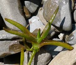 Image result for Subularia