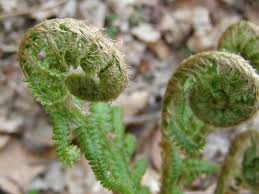 Dryopteris or wood ferns plant in autumn on sunny day. Gemeiner Wurmfarn Dryopteris Filix Mas