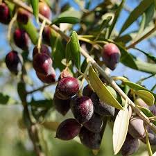 Koroneiki Greek Olive Tree Arbequina Olive Tree Olive Trees For Sale Olive Tree