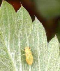 I have very recently bought a strawberry plant. Spittlebugs Wisconsin Horticulture