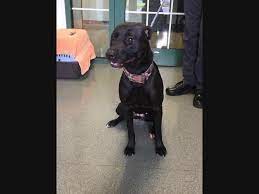 Credit repair agencies based in rochester who has helped thousands of pe. Rochester Pets Up For Adoption Rochester Ny Patch