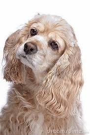 American Cocker Spaniel Beauty American Cocker Spaniel Dogs And Puppies Cocker Spaniel