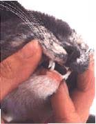 If my cat has cancer, does that mean they are going to die? Feline Oral Cancer The Animal Medical Center