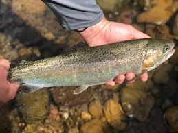 Complete the trout master iii challenge. Cool Water Outfitters