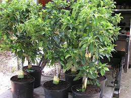 Avocado trees thrive in full sun. Cold Hardy Avocado Tree Ask The Green Genie
