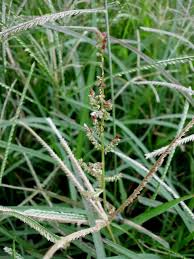 Image result for Echinochloa colona