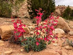 We did not find results for: Wildflowers Capitol Reef National Park U S National Park Service